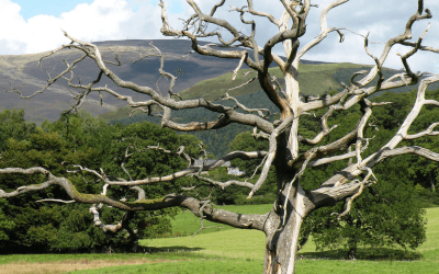 A Tree, a Tragedy, and the Truth We Miss